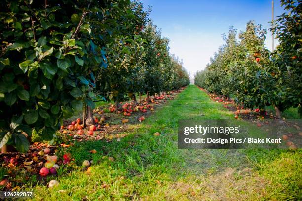 an apple orchard in the pacific northwest - everson stato di washington foto e immagini stock