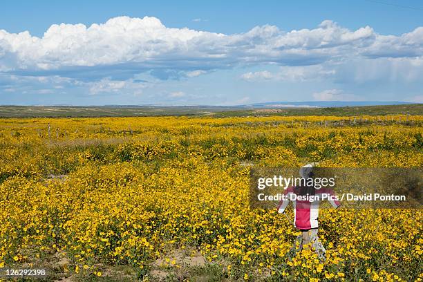 scarecrow in field blooming with yellow flowers on the plains of northwestern new mexico - goldaster stock-fotos und bilder