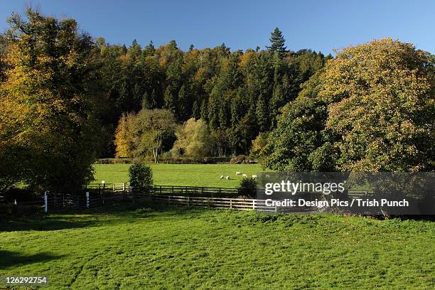 rural scene in the nore river valley - kilkenny ireland stock pictures, royalty-free photos & images