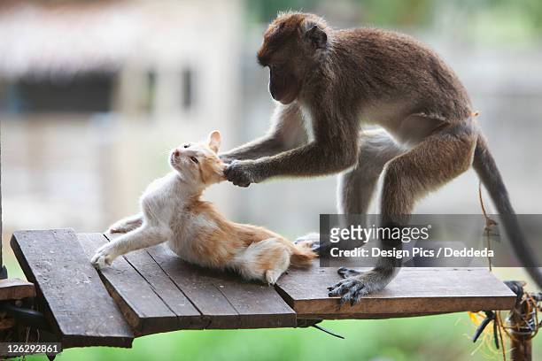 a captive monkey pulls a kitten's ears at a farmer's property near bias city