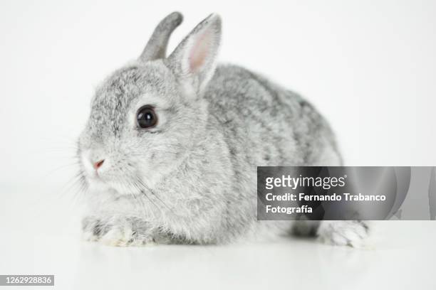 rabbit on white background - animal hair stock pictures, royalty-free photos & images