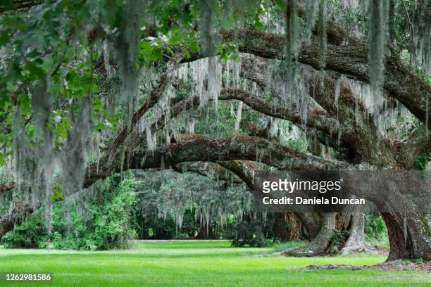 live oak trees branching out - live oak tree stock pictures, royalty-free photos & images