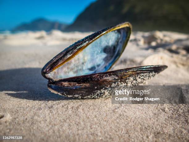 sea creatures, empty black mussel shell - mussels stockfoto's en -beelden