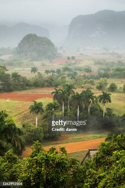 beautiful vinales valley with palm trees and fog. amazing green landscape of cuba - vinales stockfoto's en -beelden