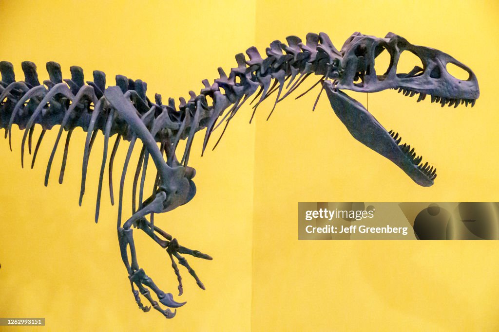 Spain, Valencia, Natural Science Museum, Allosaurus fragilis, carnivorous dinosaur skeleton