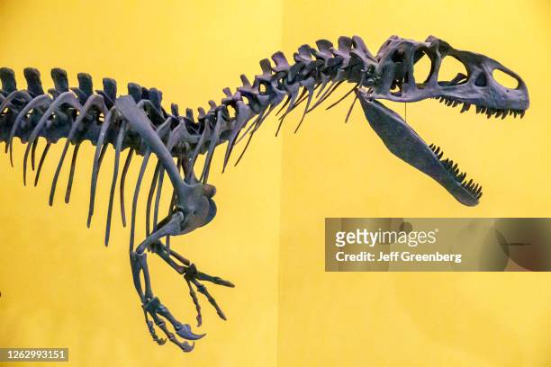 Spain, Valencia, Natural Science Museum, Allosaurus fragilis, carnivorous dinosaur skeleton.