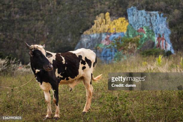 cow with colourful mural wall in background from vinales, cuba - prehistoria stock pictures, royalty-free photos & images