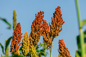 Sorghum bicolor is a genus of flowering plants in the grass family Poaceae. Native to Australia, with the range of some extending to Africa, Asia and certain islands in the Indian and Pacific Oceans