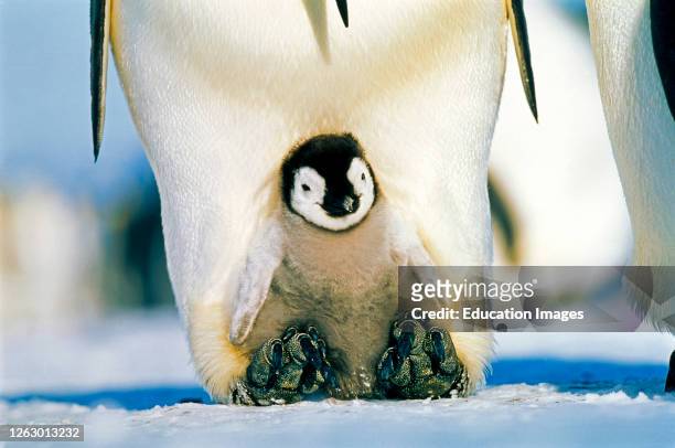 Emperor Penguin, Aptenodytes forsteri, brooding chick, Dawson-Lambton Glacier, Antarctica.