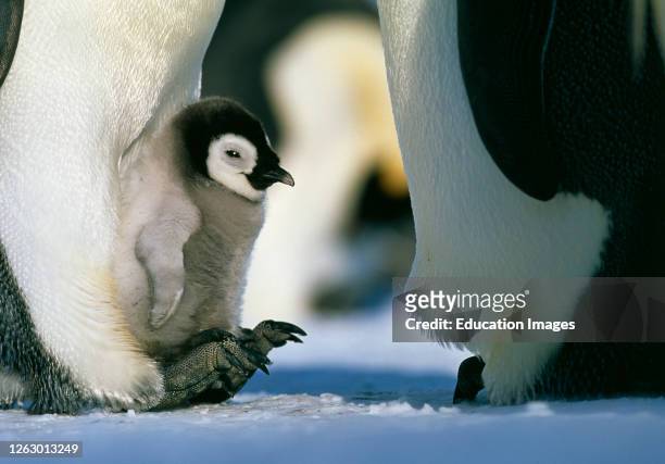 Emperor Penguin, Aptenodytes forsteri, brooding chick on feet, Dawson-Lambton Glacier, Weddell Sea, Antarctica.