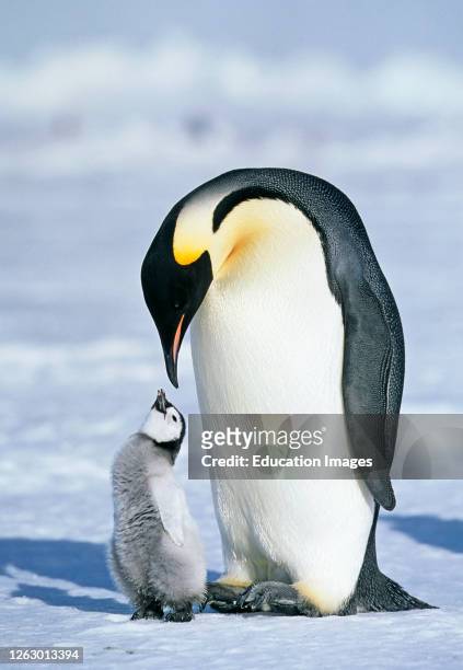 Emperor Penguin, Aptenodytes forsteri, with chick, Dawson-Lambton Glacier, Antarctica.