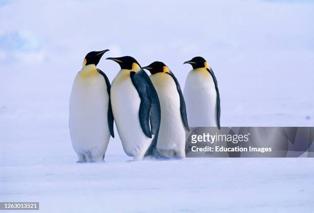 Emperor Penguins, Aptenodytes forsteri, Dawson Lambton Glacier, Weddell Sea, Antarctica.
