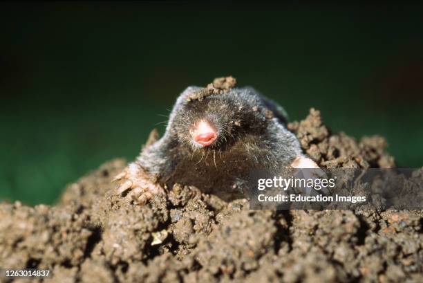 Mole emerging from mole hill, UK.