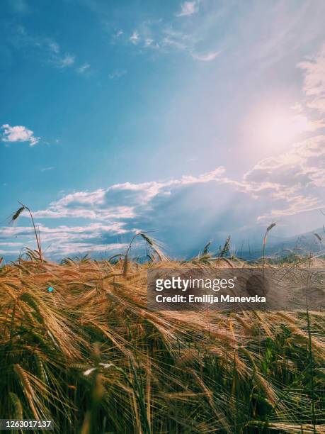 beautiful sunset over wheat field - macedonia country stockfoto's en -beelden