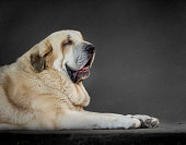 profile portrait of a spanish mastiff