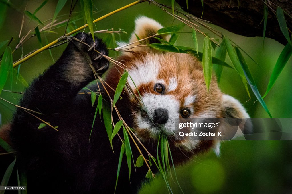 Roter Panda isst Bambusblätter