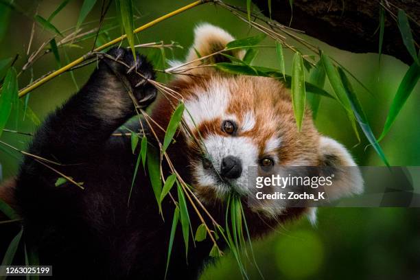 red panda eating bamboo leaves - animal body part stock pictures, royalty-free photos & images