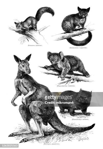 old engraved illustration of marsupialia, monetremata, endetata animals - wombat white background stock-fotos und bilder