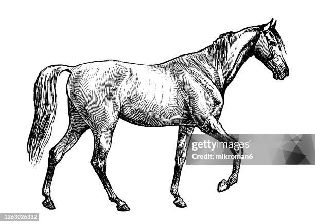 old engraved illustration of the exterior of the horse, equine anatomy - gliedmaßen körperteile stock-fotos und bilder