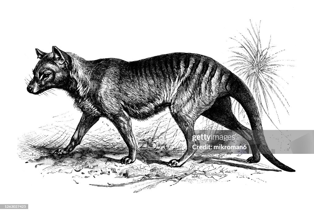 Old engraved illustration of The Tasmanian tiger, Tasmanian wolf, now extinct (Thylacinus cynocephalus)