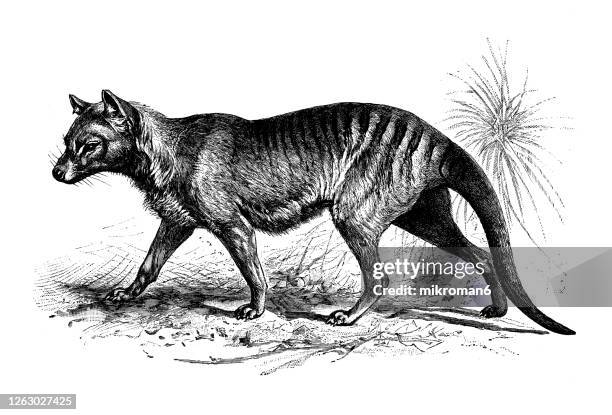 old engraved illustration of the tasmanian tiger, tasmanian wolf, now extinct (thylacinus cynocephalus) - extinct stock pictures, royalty-free photos & images