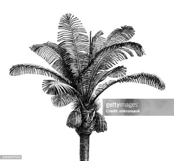 old engraved illustration of the sugar palm (arenga saccharifera) - palm trees - palm sugar stockfoto's en -beelden