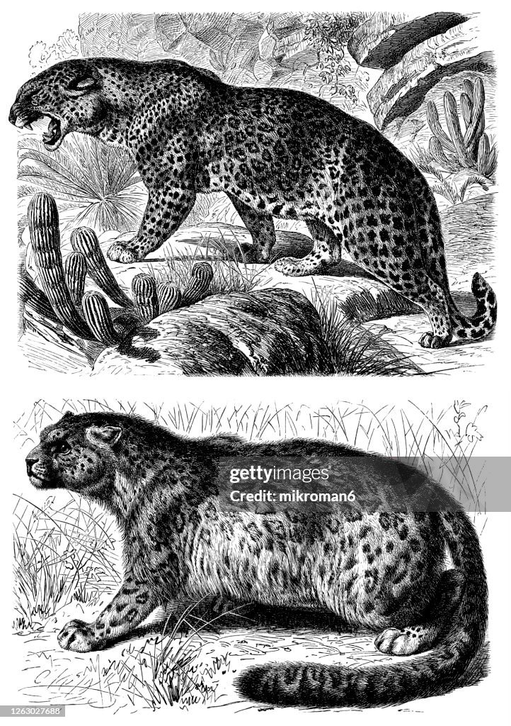 Old engraved illustration of The snow leopard (Felis irbis) and Leopard (Panthera pardus, felis leopardus) - Carnivorous Animal.