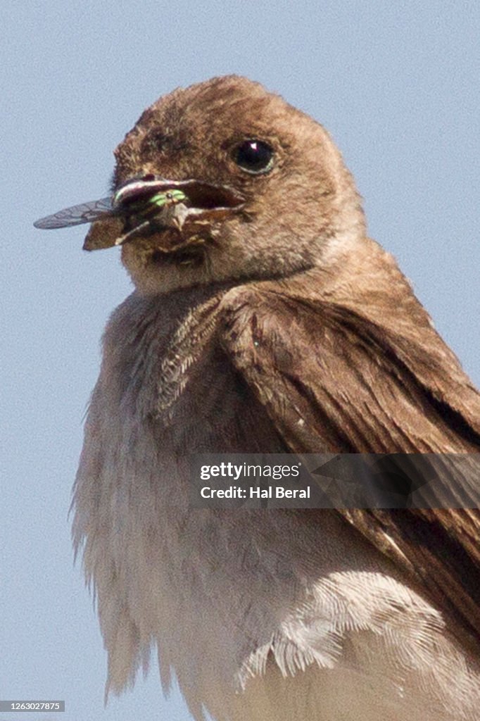 Northern Rough-Winged Swallow eating insect close-up
