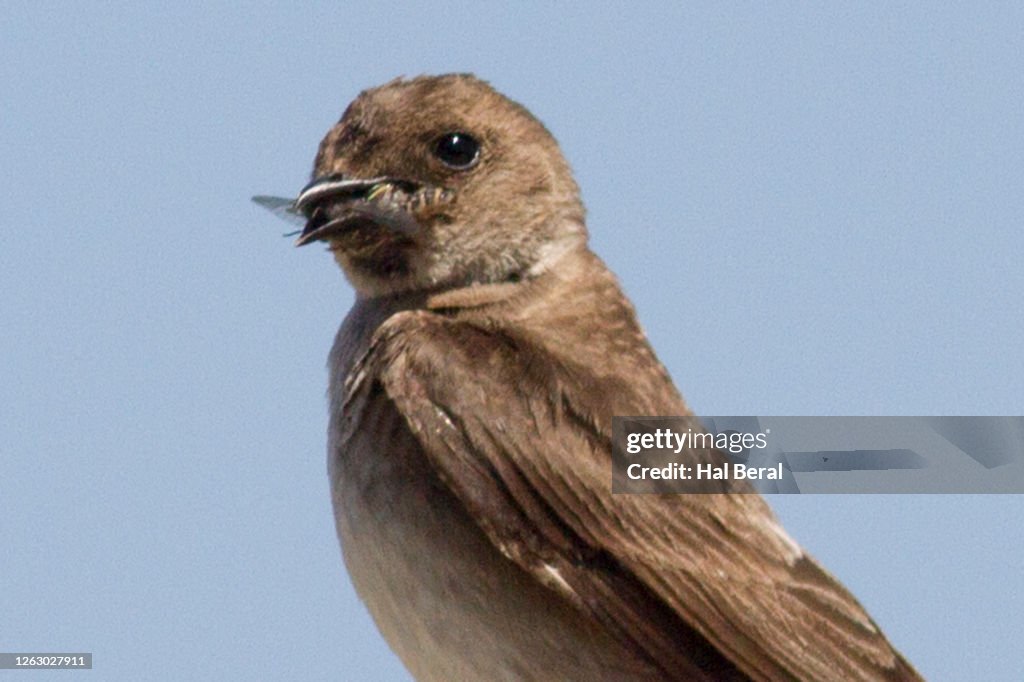 Northern Rough-Winged Swallow eating insect close-up