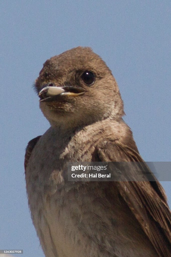 Northern Rough-Winged Swallow eating insect close-up