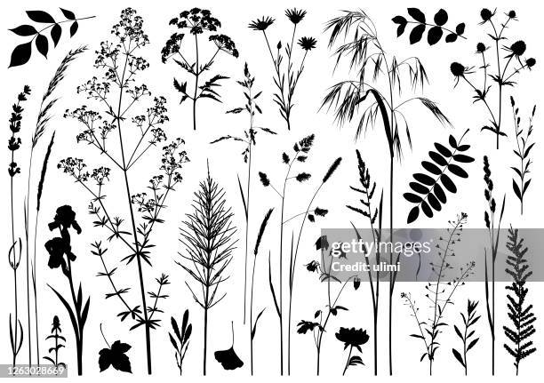 plants silhouettes - grass silhouette stock illustrations