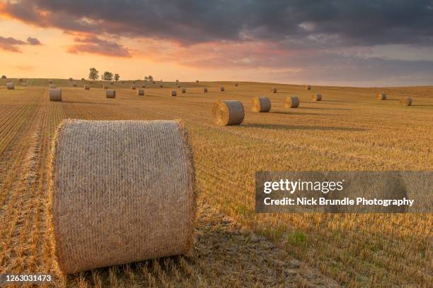 hay bales, yorkshire, england - bale stock pictures, royalty-free photos & images