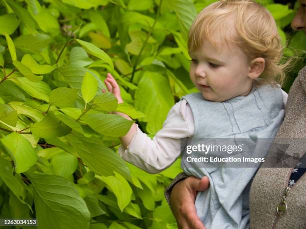 Young child looking at leaves, UK.