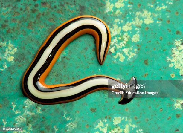 Hammerhead flat worm, Bipalium sp., Land planarian family, Geoplanidae, Kinabalu National Park, UNESCO nature world heritage site, Sabah, Borneo,...