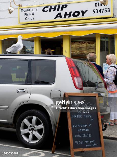 Seagull standing on a car roof outside a chip shop waiting for a opportunity, Padstow, Cornwall, UK.