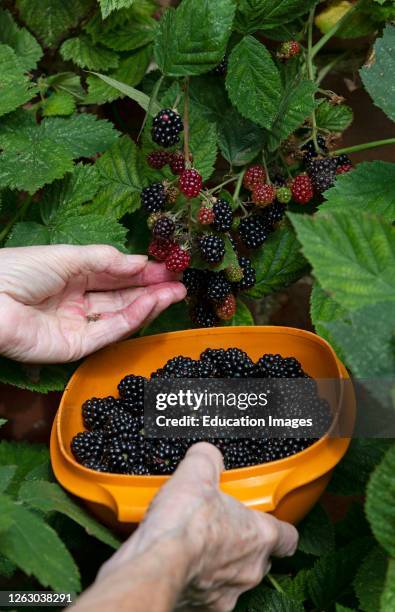 Hampshire, England, UK, Harvesting fresh blackberries and placing into a plastic bowl.