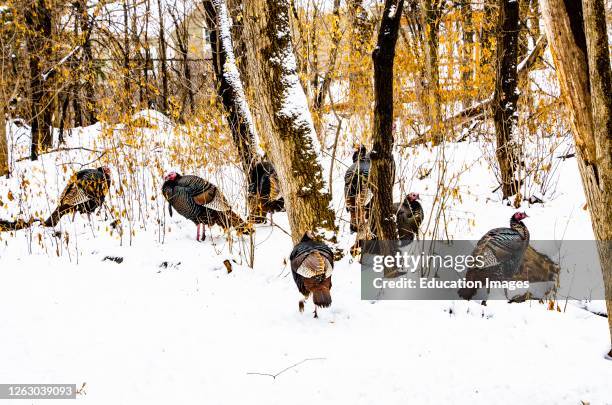 Turkeys In Minnesota Wild Turkey Group Photos and Premium High Res Pictures - Getty Images