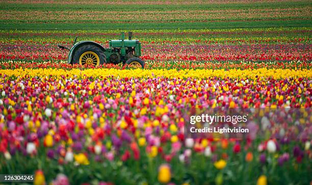 colorful tulip field - woodburn, oregon - oregon stock photos et images de collection