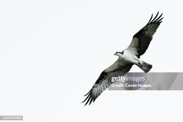 view from below of an osprey soaring against a clear sky - fischadler stock-fotos und bilder