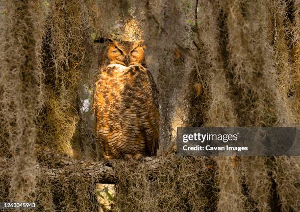 great horned owl sleeping in tree covered with spanish moss - great grey owl stock pictures, royalty-free photos & images