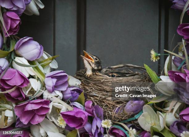 bird's nest on a floral wreath with baby robins peeking over the edge. - birds nest stock pictures, royalty-free photos & images