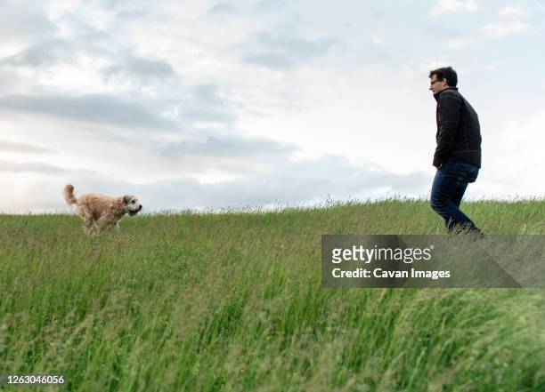 dog running to it's male owner through a tall grassy field. - prairie dog 個照�片及圖片檔