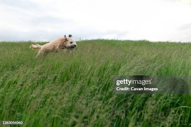 fluffy dog running and jumping through the tall grass in a field. - prairie dog 個照片及圖片檔