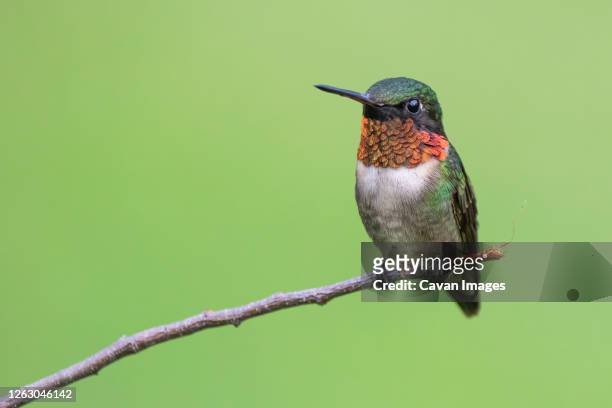 a male ruby-throated hummingbird perched - ruby throated hummingbird stock pictures, royalty-free photos & images