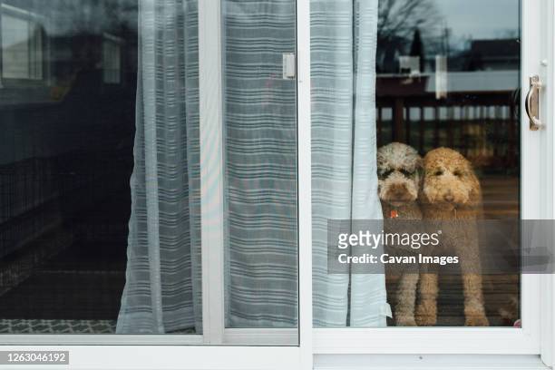 dogs at backdoor looking out - schiebetür stock-fotos und bilder