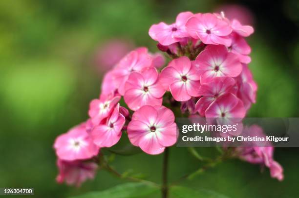 pink phlox flowers - phlox stock-fotos und bilder