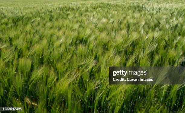 barley fields ,barley grain is used for flour, barley bread, barley beer, some whiskeys, some vodkas, and animal fodder - cevada imagens e fotografias de stock