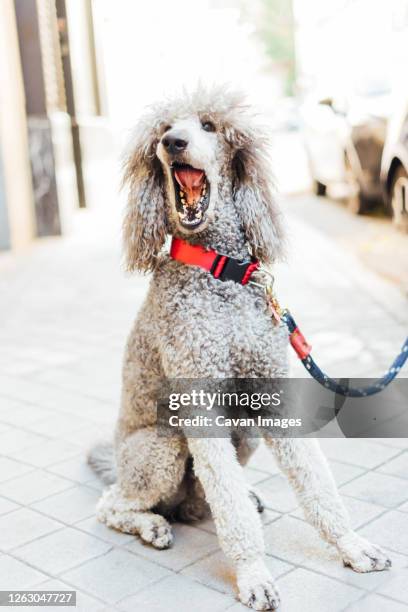 portrait of sitting poodle opening his mouth in the city - standard poodle stock-fotos und bilder