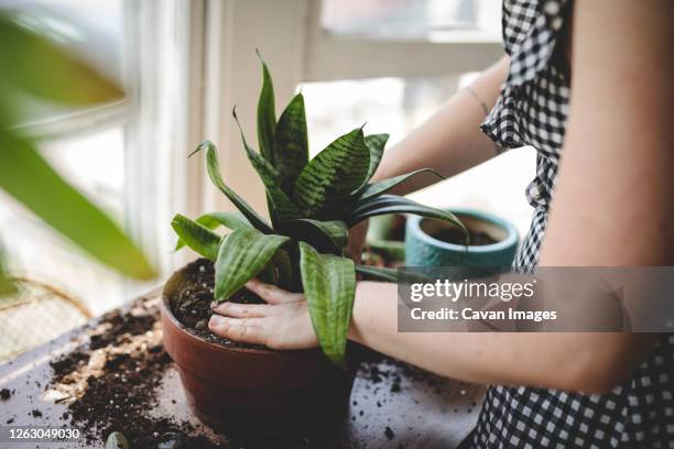 young woman repots a plant and works her hands into the soil - aloe plant foto e immagini stock