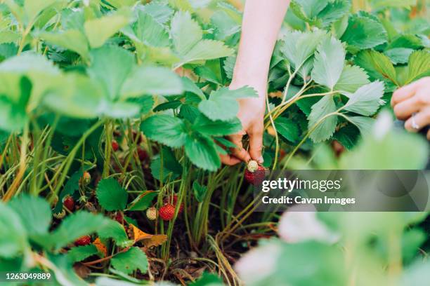 woman is picking strawberries at a u-pick farm in washington - erdbeerfeld stock-fotos und bilder